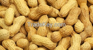 fresh peanuts ( FIRST GRADE)