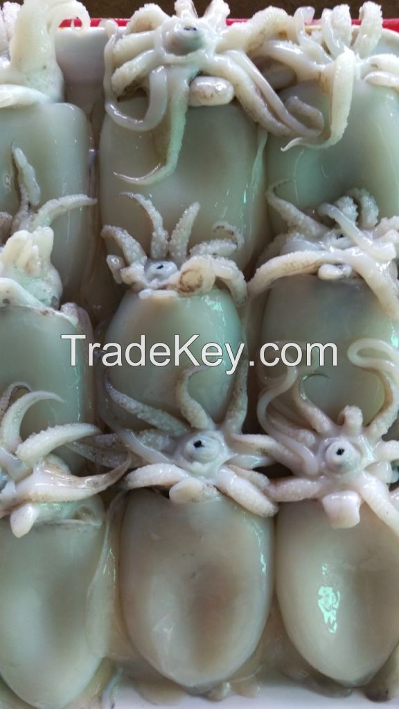 high quality cuttlefish from Vietnam