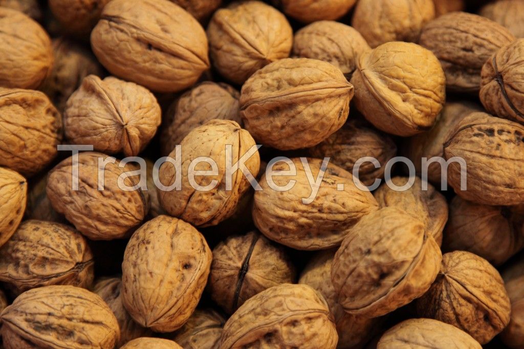 walnuts in shell