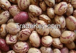 Light Speckled Kidney Beans