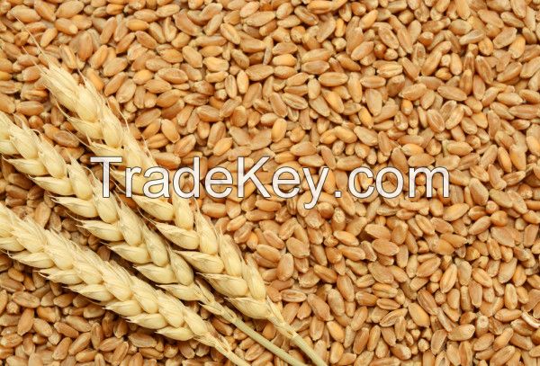 Wheat