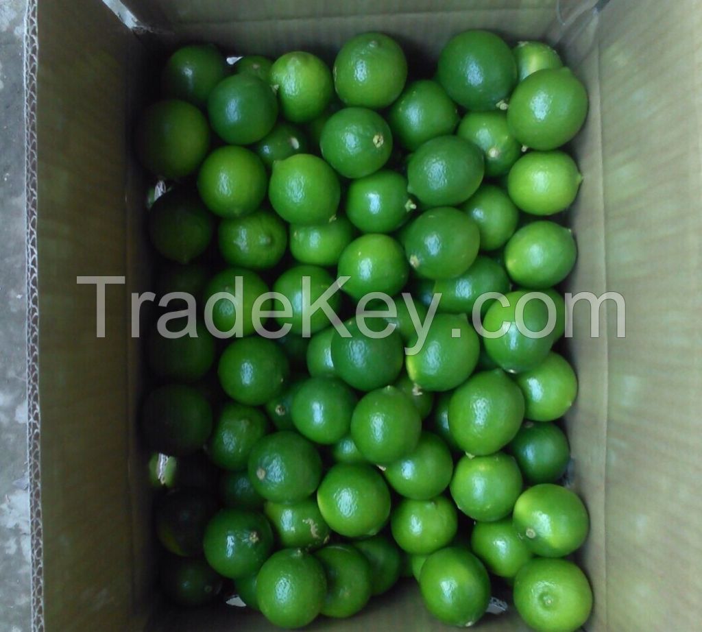 Fresh Seedless Lime - Hasuko Foods - 84988658328