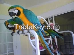 Macaw parrot for sale
