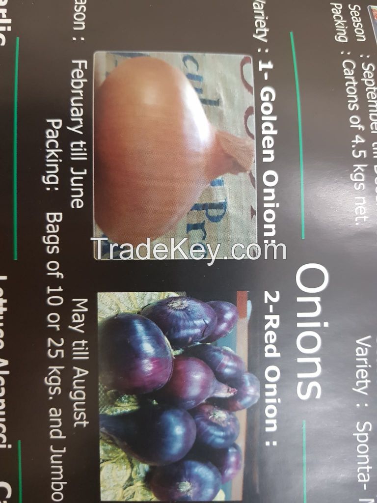 FRESH ONIONS FROM EGYPT