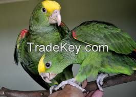 Parrots and Parrots Eggs for Sale