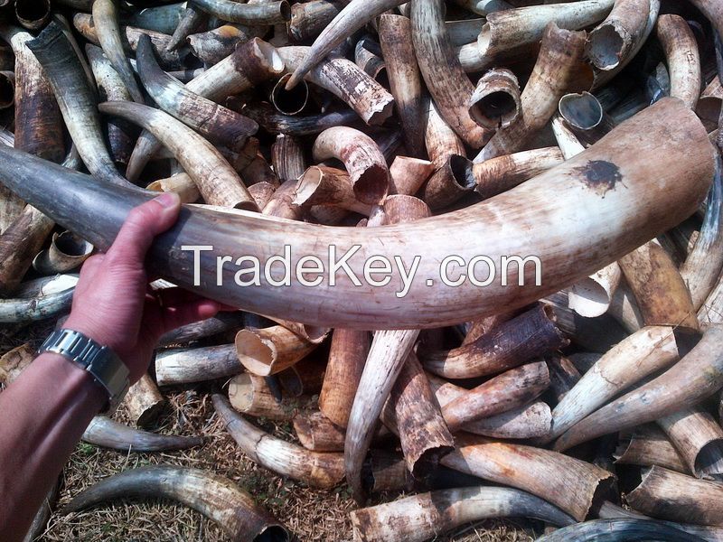 Buffalo/ox /cow Raw horn for decoration manufacturing