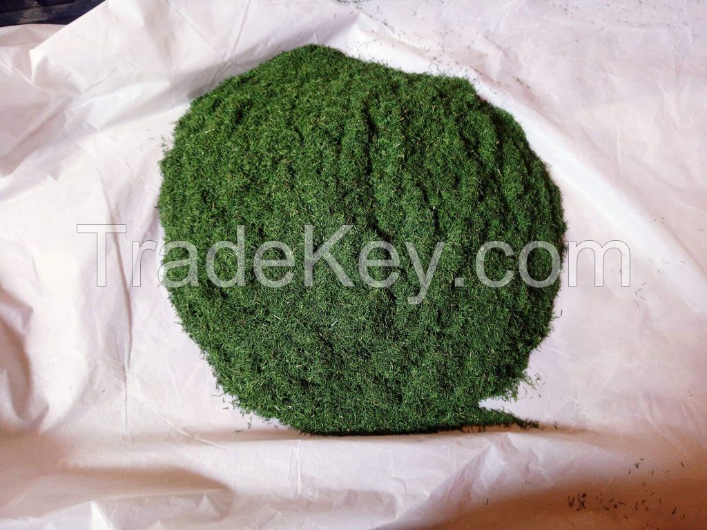 we are offering right now machine dry dill with best  colors