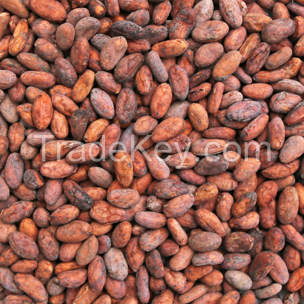 Cocoa beans