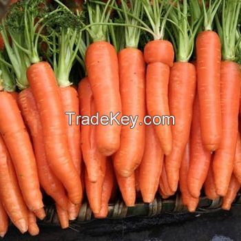 HIGH QUALITY FRESH CARROT