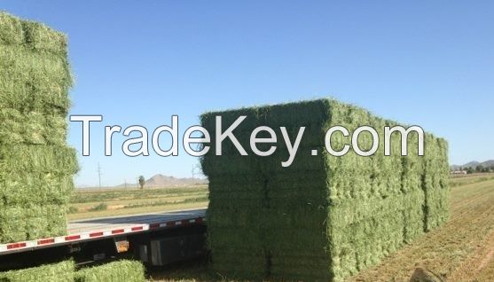 Premium Alfalfa Hay Bales Bales alfalfa Alfafa Hay Bales / Grade A