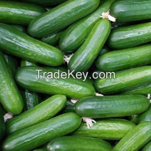 Fresh cucumber or dried cucumber/ cucumber seeds