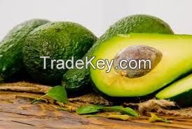 Fresh Avocados For Sale