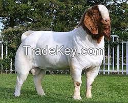 100% Full Blood Boer Goats, Live Sheep, Cattle, Lambs and Cows Ready for Export