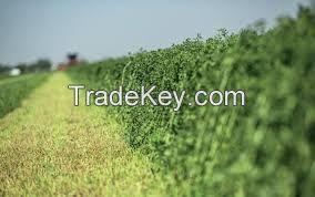 Best quality Alfafa Hay For Animal feeding stuff Alfalfa / alfalfa hay / alfalfa hay for sale