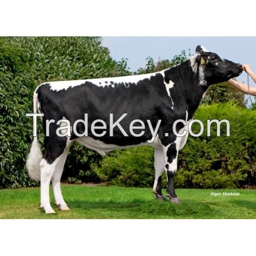 Dairy Cows and Holstein Cows for Sale