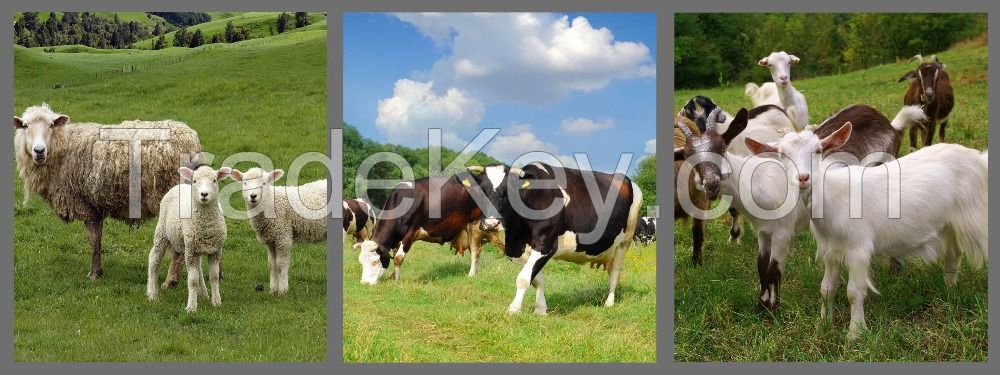 Boer Goats, Holstein heifers, Cows, Camels, Sheeps, Horse, Boer .Goats Available