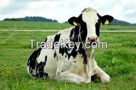 Holstein Cows Avialable