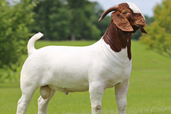 BOER GOAT