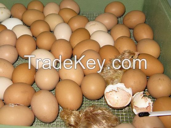 broiler hatching eggs Cobb 500 and Cobb 700 and Ross 308