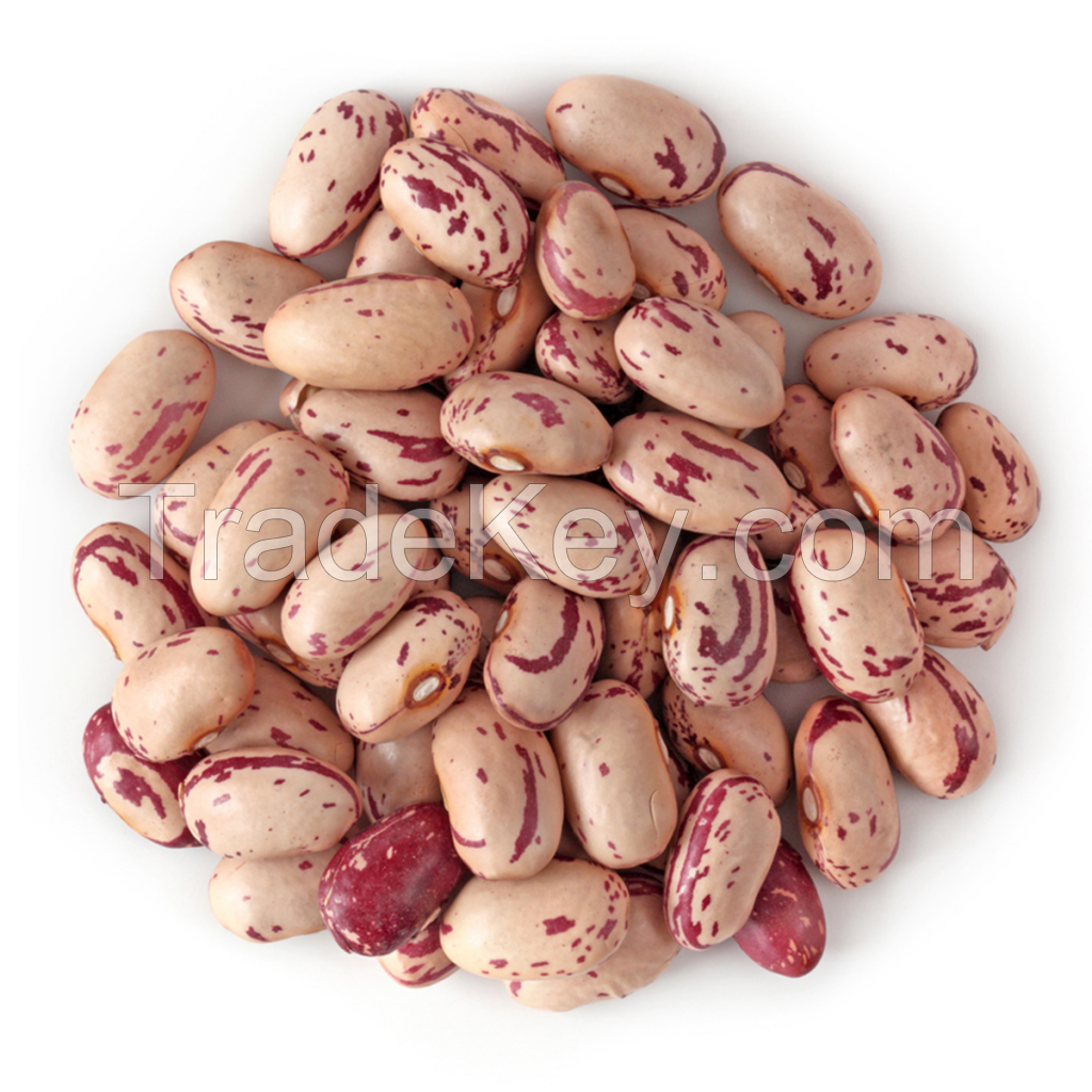 High Quality Turkish Pinto Beans