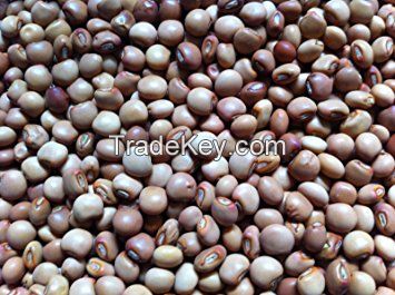 Premium grade Pigeon Peas for export at best prices