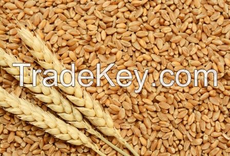 Wheat for human and animal feed production