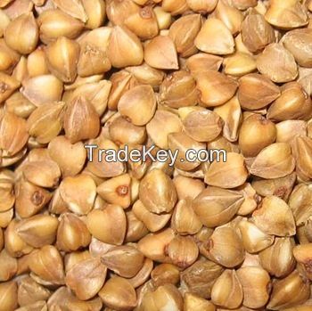 Raw and roasted buckwheat kernels for sale