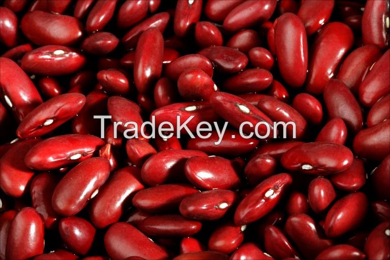 Top quality Dark Red Kidney beans at competitive price for export