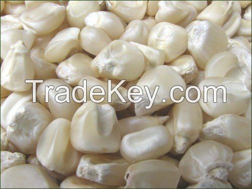Top quality white and yellow corn available for sale