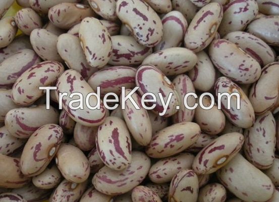 Quality sugar beans at most affordable prices.