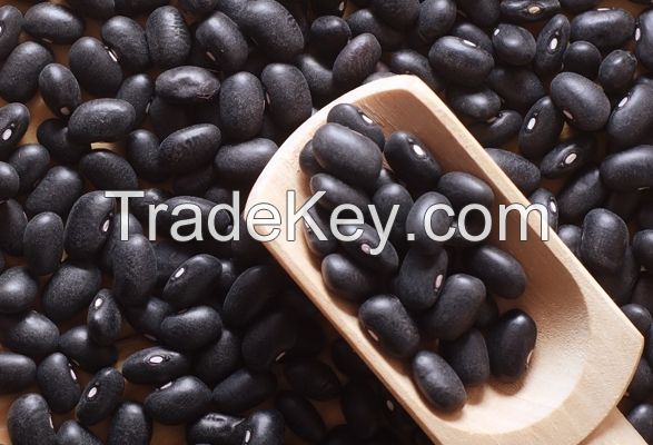 Best grade black beans for export