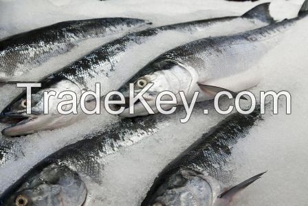 Premium quality Frozen/Fresh fish  for exportation