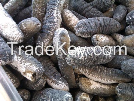 Premium quality sea cucumber for exportation
