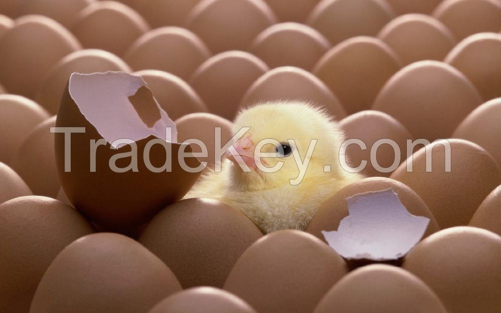 Fetile Broiler hatching eggs and chicks for sale