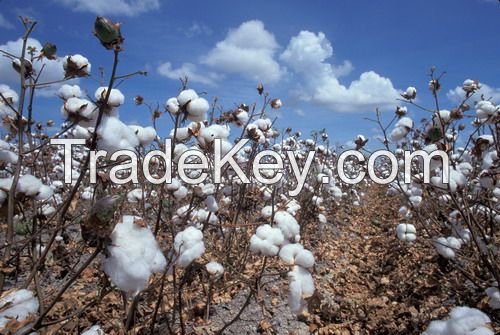 Cotton seed for exportation