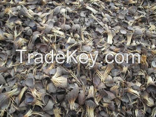 Palm Kernel Shell, Palm Kernel Nut