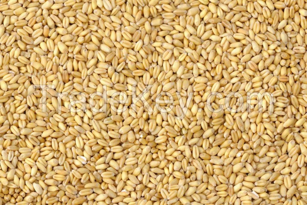 High Quality Wheat