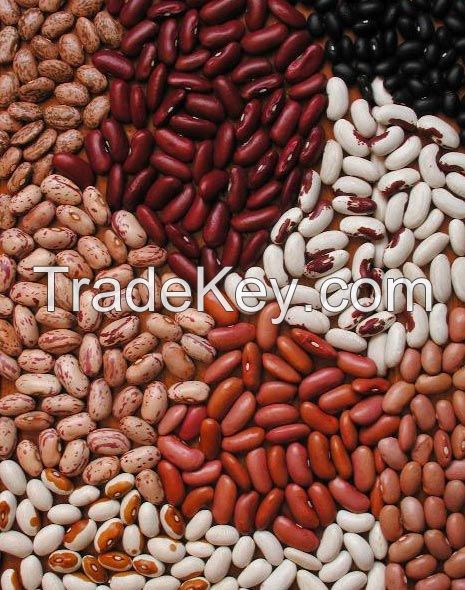 White and Red Kidney beans