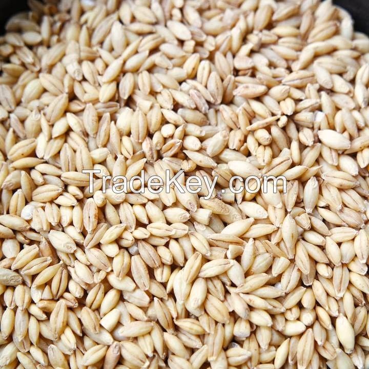 Premium Quality High Nutritive Dried Animal Feed Barley , High Quality Barley for Animal Feed
