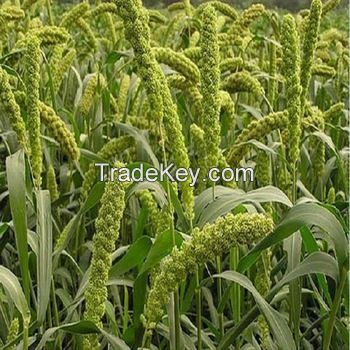 Best Price of Fresh Green Millet, High quality dried yellow millet, Wholesale red broomcorn millet / red panicum foxtail millet