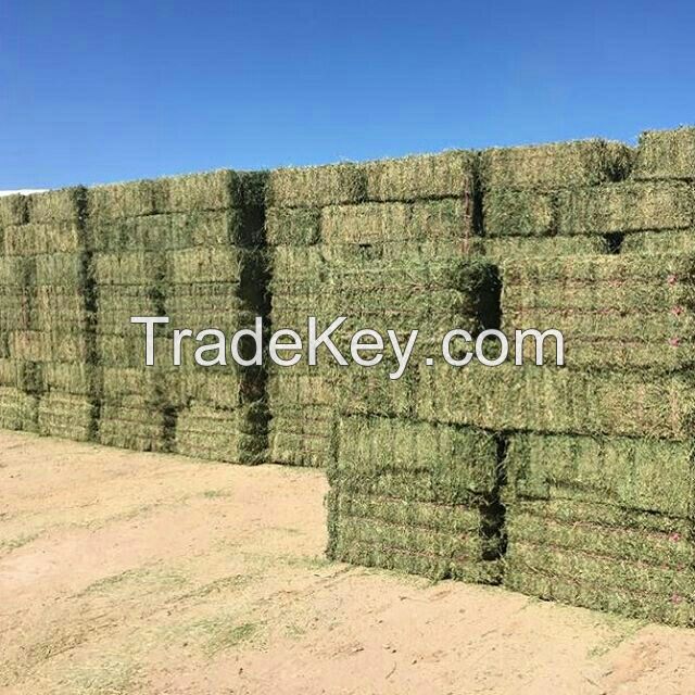 Cheap Alfafa Hay for Animal Feeding Stuff Alfalfa , hay/alfalfa hay/high vitamin rabbit hay food for wholesale