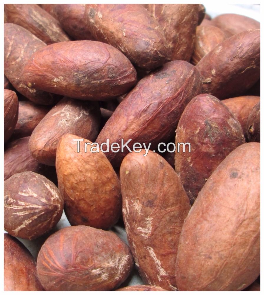 100% Pure Bitter Kola Nut /Healthy Garcinia Kola(Bitter Kola