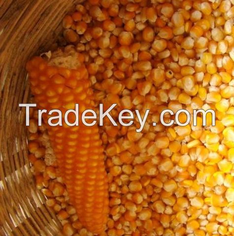 Yellow Corn/Maize for Animal Feed / Yellow Corn For Poultry Feed