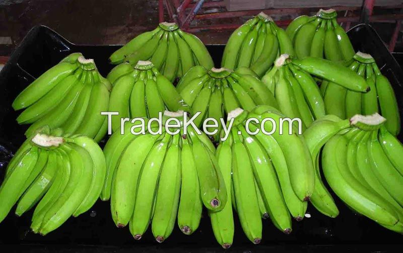 Fresh Cavendish Banana, plantains, ripe, planty, farm, Fruits, vegetables, vitamins, iron