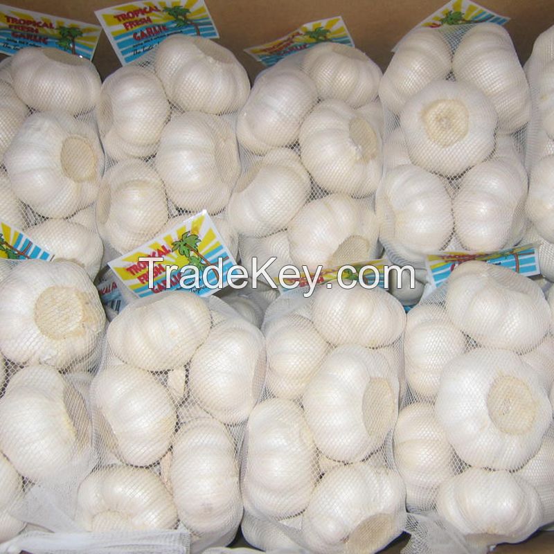 fresh normal pure white garlic with great price