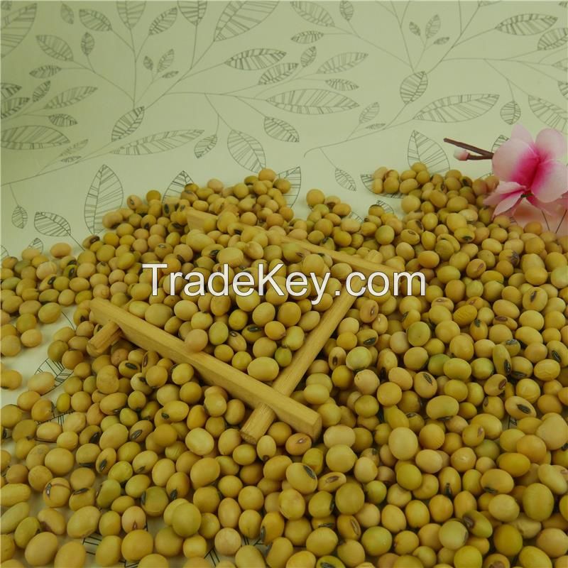 Dried Soybeans / Soybean Seeds for Animal Feed