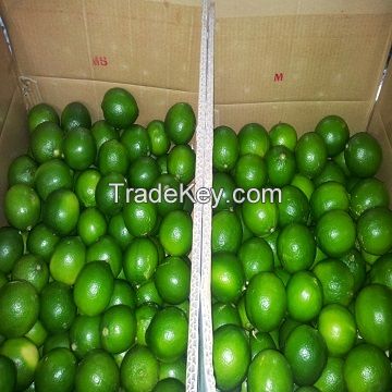 FRESH GREEN LIME HIGH QUALITY