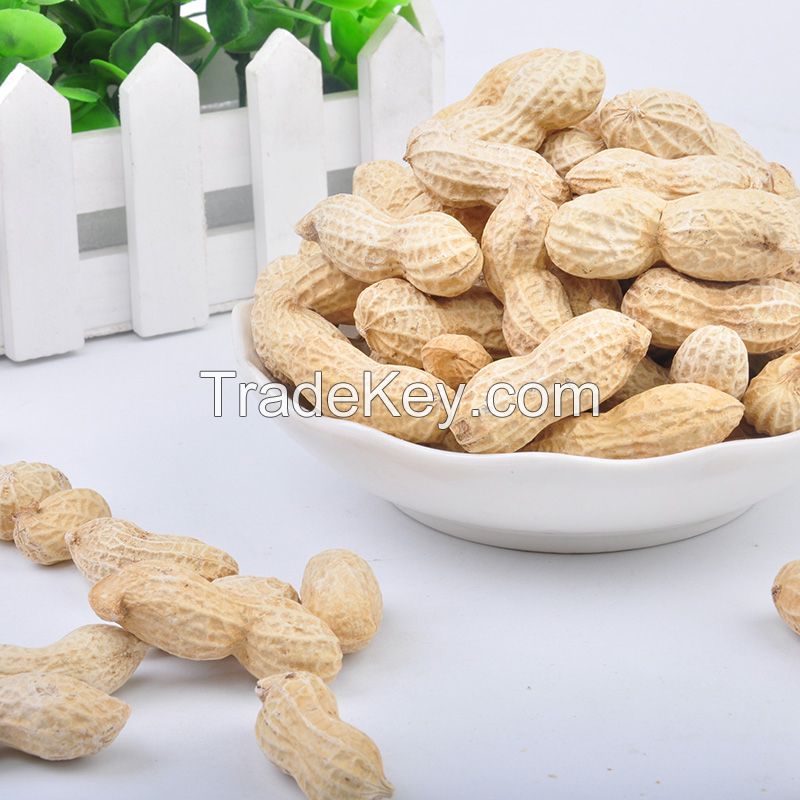 High quality raw peanut in shell for sale in bulk