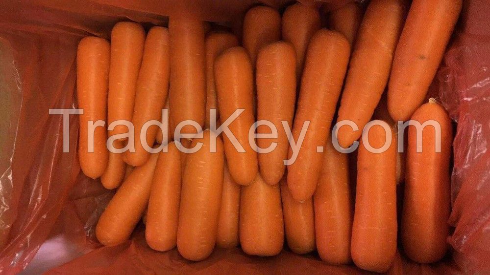 Fresh Carrot with cheap price