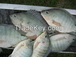 High Quality Seafood Product Red and Black Frozen Tilapia